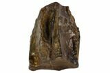 Triceratops Shed Tooth - Montana #109069-1